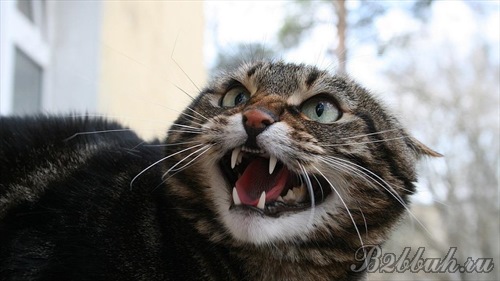 Бешенство у кошки